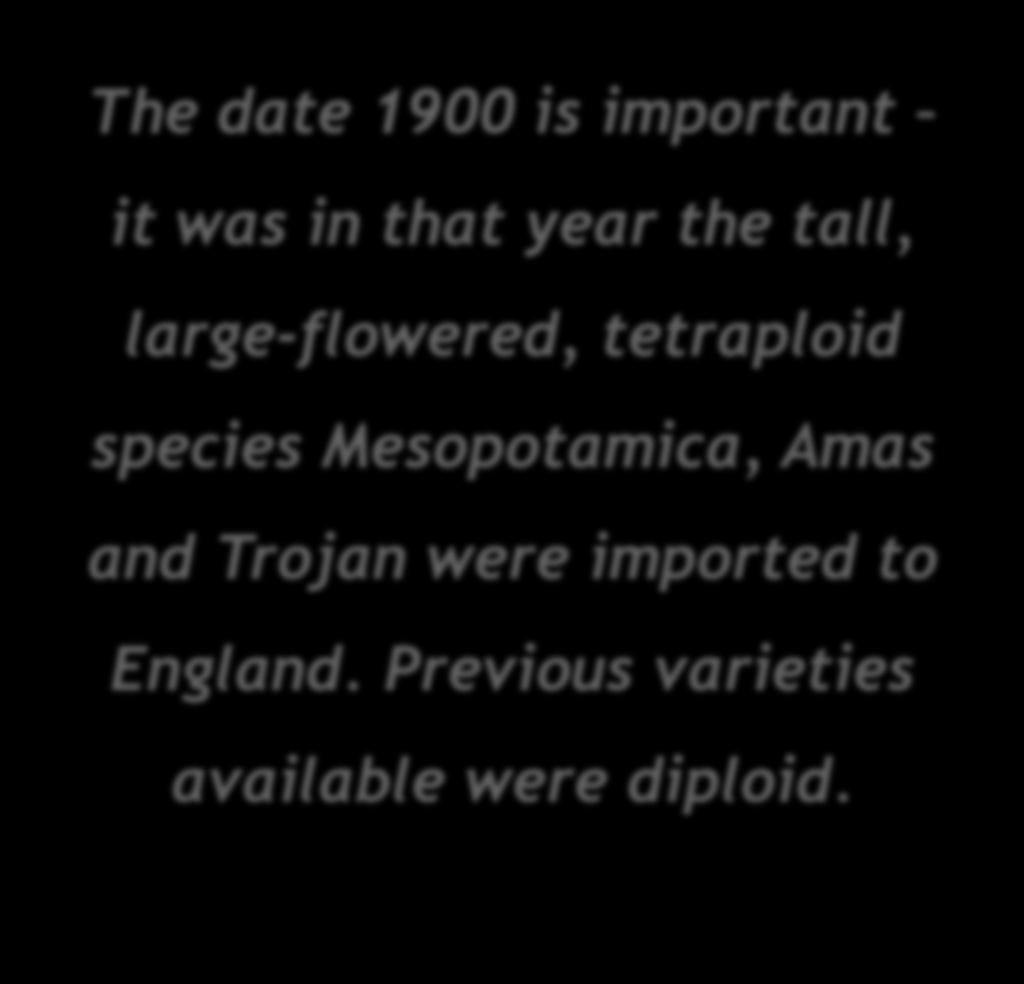 The date 1900 is important it was in that year the tall, large-flowered, tetraploid species