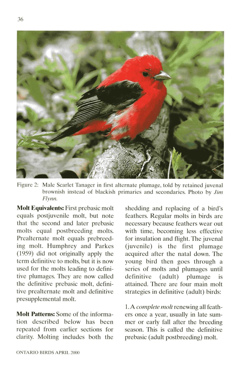 36 Figure 2: Male Scarlet Tanager in first alternate plumage, told by retained juvenal brownish instead of blackish primaries and secondaries. Photo by Jim Flynn.