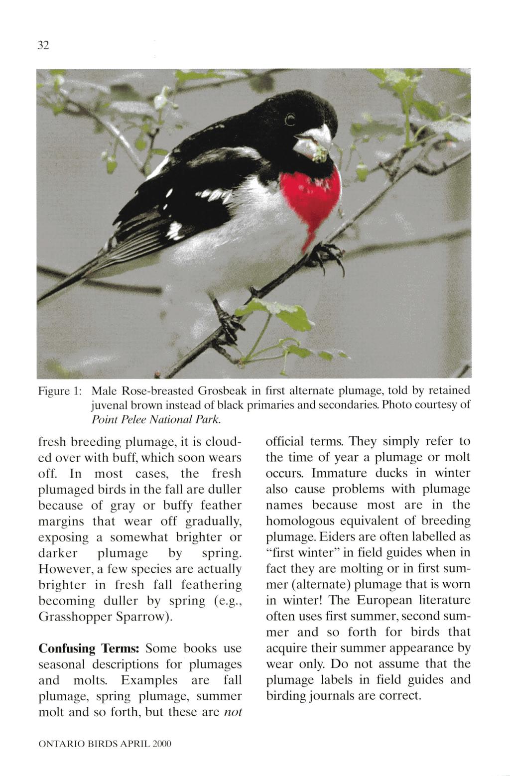 32 Figure 1: Male Rose-breasted Grosbeak in first alternate plumage, told by retained juvenal brown instead of black primaries and secondaries. Photo courtesy of Point Pelee National Park.