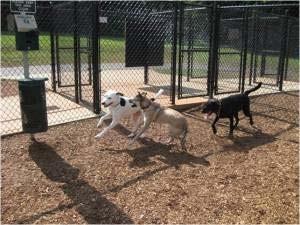 3 Cache Humane Society Benefits Provide a fun, safe environment for potential dog-owners to get to know their potential future pet.