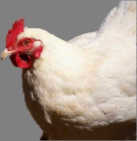 Poultry 2005 Costco begins requiring animal welfare audits at slaughter in accordance with the National Chicken Council (NCC) Recommended Animal Handling Guidelines.
