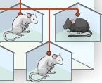 2. Observe: Click Breed several times. What do you see? 3. Observe: Drag two offspring into the Holding Cages. These mice are called hybrids because their parents had different traits.
