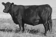 Black Angus Bull DDA Emblazon 27C We are happy to announce DDA Emblazon 27C has been put to the test all across the U.S., Canada, Australia and South America.