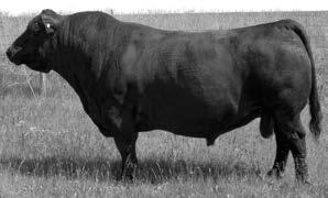 The registered breeders that have chosen to use this great sire have offspring that top their sales. The mother of 27C is now 18 years old and still in production.