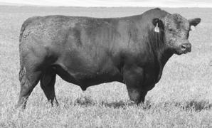 Black Angus Bull H A R Pinebank 443 202 This is a ¾ brother to the 50H. Bulls with this kind of fertility and drive will sire fertile, feminine females. This bull is very correct with great feet.