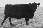 At the age of 3 he bred 77 out of 80 three year olds. On the first jump at the semen collection center, he produced just under 500 straws of very concentrated semen.