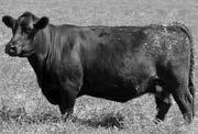 Black Angus Bull DDA Lodge E5H +15974013 2/14/07 E5H BW +1.9 WW +13 YW +17 SC -.34 MILK +12 $EN +65.46 $W +22.14 What an outstanding individual DDA Lodge E5H is. He is very deep, long and thick.