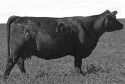 Black Angus Bull Hyland BC 0668 #15528673 3/11/06 0668 BW +.9 WW +26 YW +28 SC -1.02 MILK +17 $EN +42.74 $W +39.