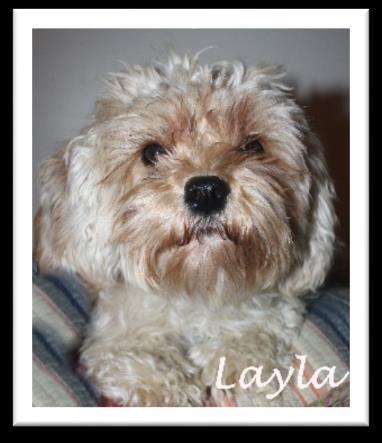 Layla X Spanky (~ 10 12 lbs.) XS Petite Goldendoodles 1. Puppies Ready for New Homes in Sept./Oct. 2018 Waitlist open for #1 and #2 female, and #2 male Lynee X Romeo (~ 20 lbs.