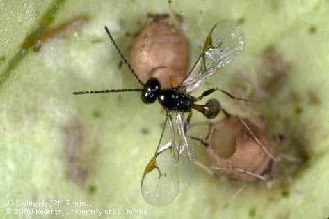 Aphid parasitoid