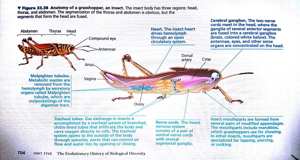 2- Insects (hexapoda have six legs) : see internal anatomy Most insects