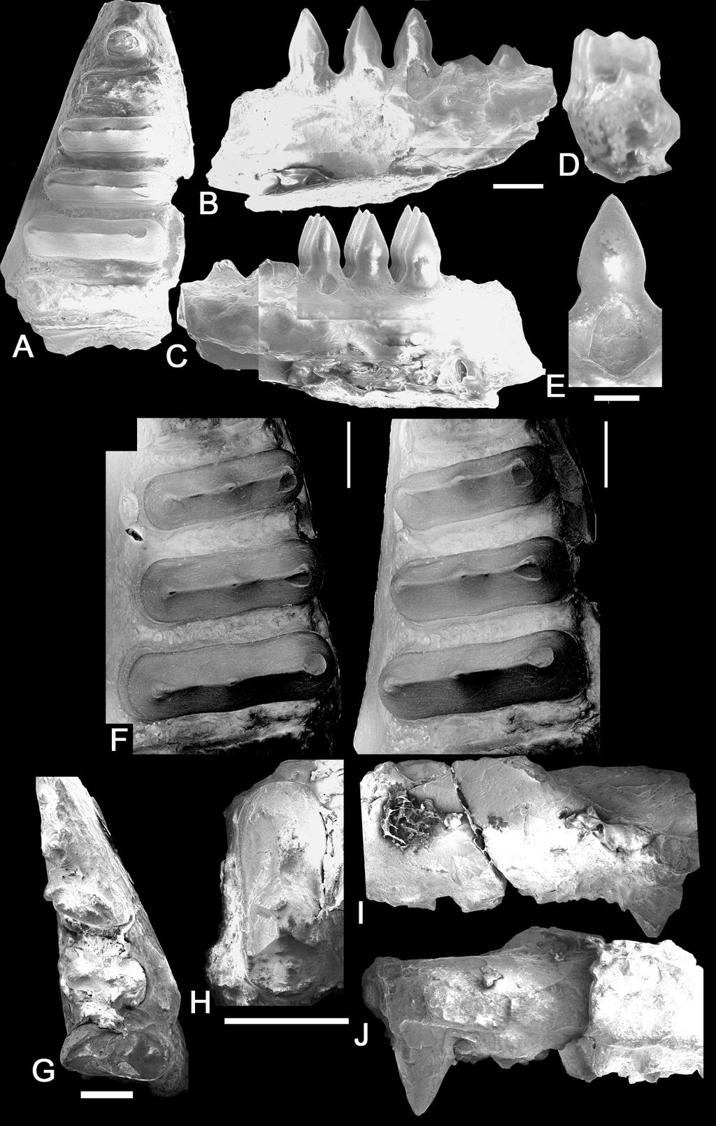 233 FIGURE 2. Holotypes of Trilophosaurus buettneri and T. jacobsi. A-E, Scanning electron micrographs of UMMP 2338, holotype right dentary of Trilophosaurus buettneri Case, UMMP 2338.