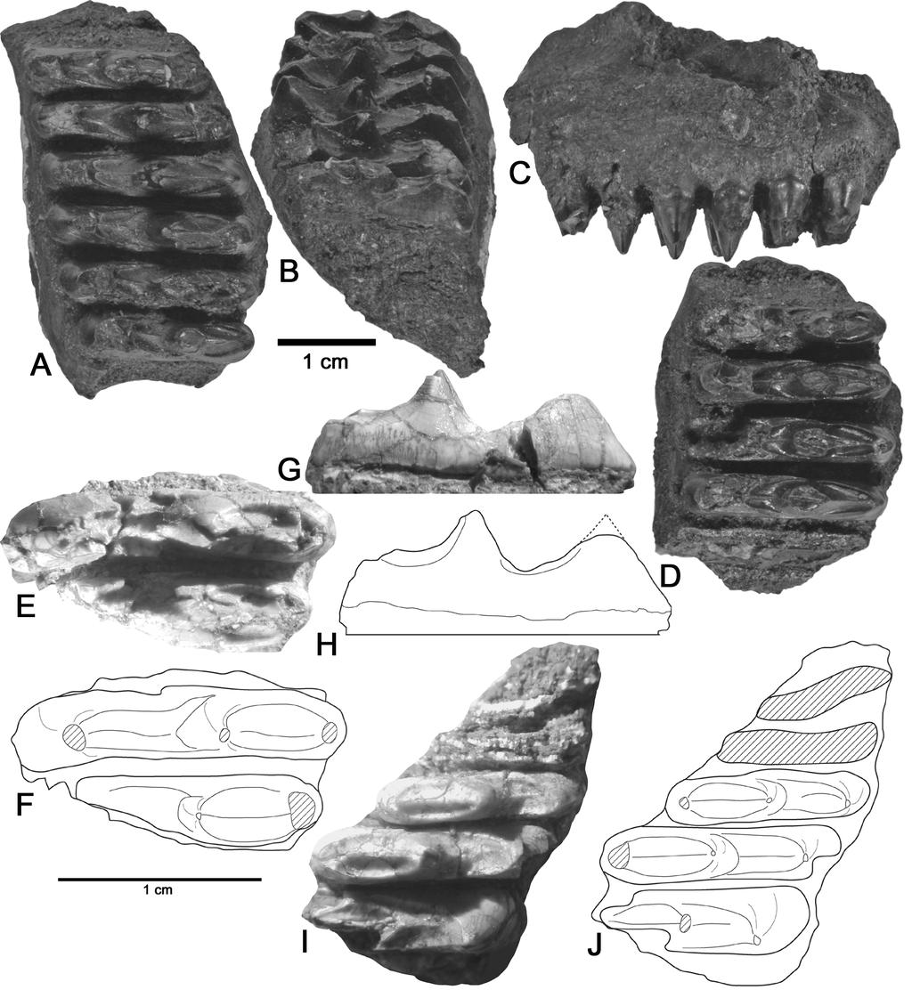 235 FIGURE 3. Comparison of the holotype of Trilophosaurus dornorum to large T. jacobsi teeth from the Kahle Trilophosaurus quarry (NMMNH locality 3775).