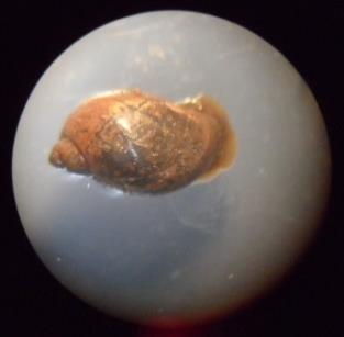 4.2.7.2 Morphological identification of wild caught snails On arrival at the University of Liverpool, snails were morphologically identified under a dissection microscope at up to 5X magnification.