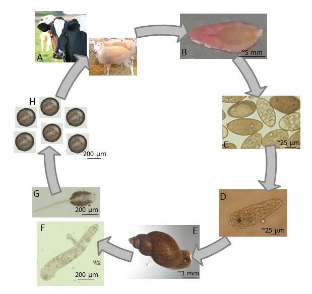 Figure 1.1: The life cycle of Fasciola hepatica in the UK; A: the definitive host (sheep and cattle; photos courtesy of D. J. L. Williams); B: adult F. hepatica; C: eggs of F.