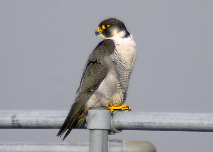 THE PEREGRINE FALCON IN INNER LONDON AND FACTORS AFFECTING ITS EXISTENCE IN URBAN LONDON DAVID JOHNSON 189 Abstract Following the recovery of the Peregrine Falcon Falco peregrinus in south-east