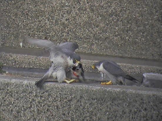 THE PEREGRINE FALCON IN CENTRAL LONDON 201 as you need to see a lot of sky and - with all the tall buildings around - you can lose the bird very quickly.
