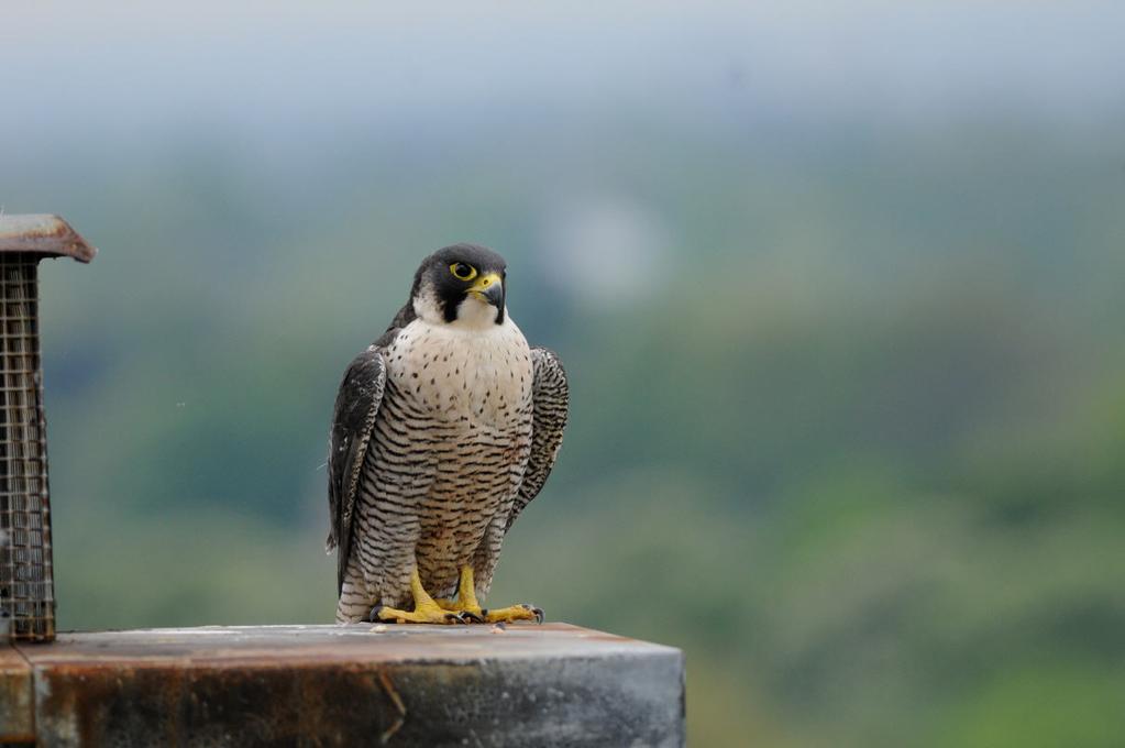 THE PEREGRINE FALCON IN CENTRAL LONDON 205 Female Peregrine on her favourite hunting perch. (Tony Duckett) References BALMER, D.E., GILLINGS, S., CAFFREY, B.J., SWANN, R.L., DOWNIE, I.S., & FULLER, R.