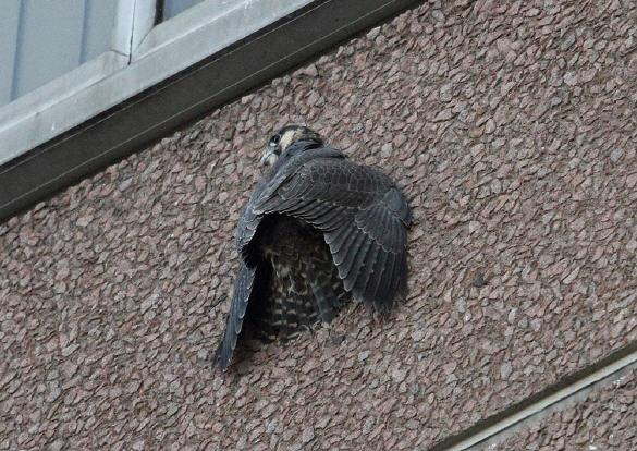 THE PEREGRINE FALCON IN CENTRAL LONDON 193 This juvenile desperately clings to the side of the building.