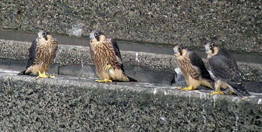 194 LONDON BIRD REPORT NO. 79 Juveniles ready to fledge: three males and one female.