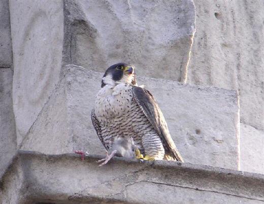 196 LONDON BIRD REPORT NO. 79 Adult female on Marylebone Church feeding on a Feral Pigeon. This was the female from the Tate pair, 2003-2014.