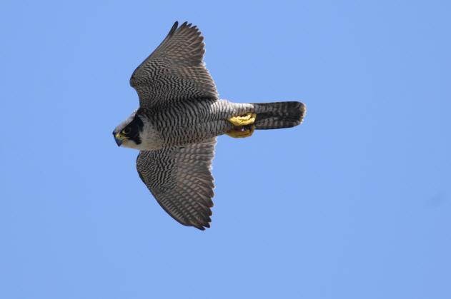 THE PEREGRINE FALCON IN CENTRAL LONDON 197 Adult female gliding past. (Tony Duckett) The stoop This is the most celebrated hunting technique.
