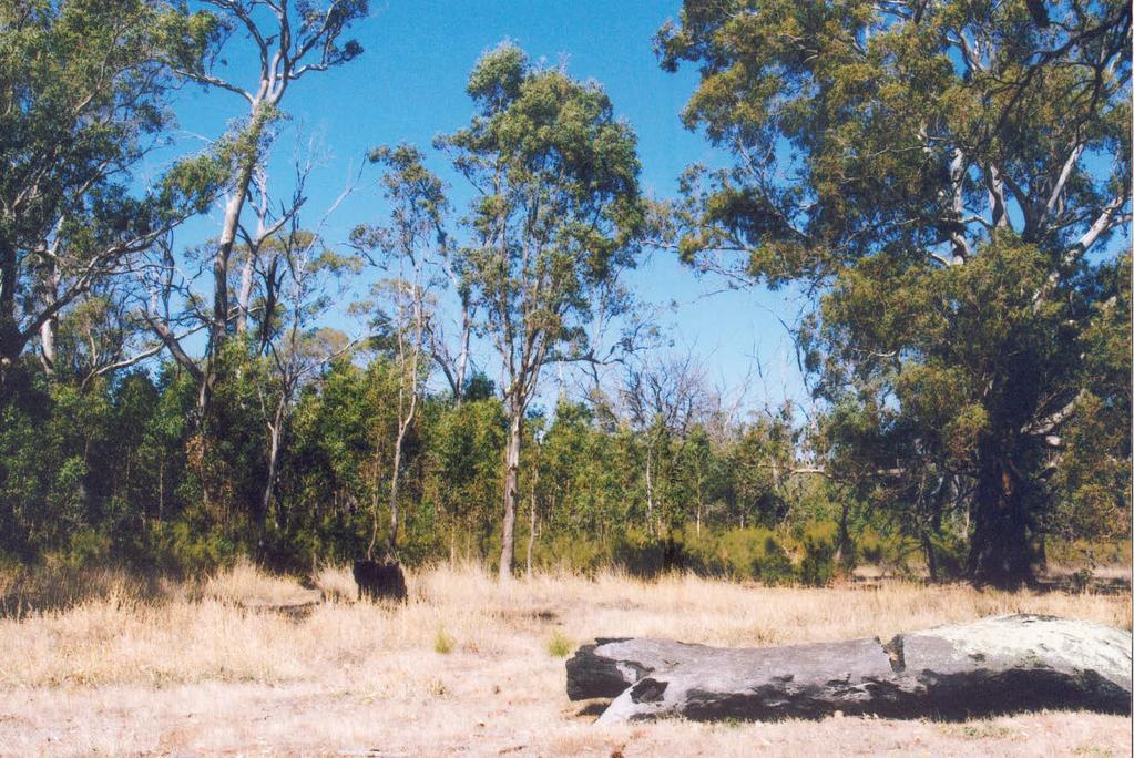 Research Reports Fig. 4. Large River Red Gum log that survived wildfire near Reservoir Creek. Photo by Peter Homan.