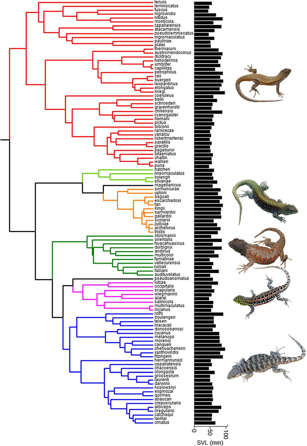 Pincheira-Donoso et al. BMC Evolutionary Biology (2015) 15:153 Page 4 of 13 Fig.