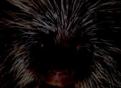 FAMILY: ERETHIZONTIDAE (Rodentia) New World porcupines Large auditory