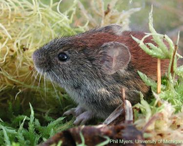 areas than some other voles Can displace