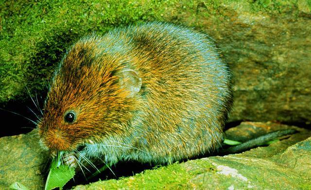 ground cover, accessible water aka Rock vole Yellow