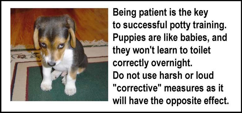 Praise should be the cornerstone of the puppy potty training routine. Praise given after the puppy has used the designated toilet area reinforces the desired behavior.