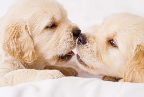 Domestic pups engage in this behavior after transitioning to solid food, and with the same result.