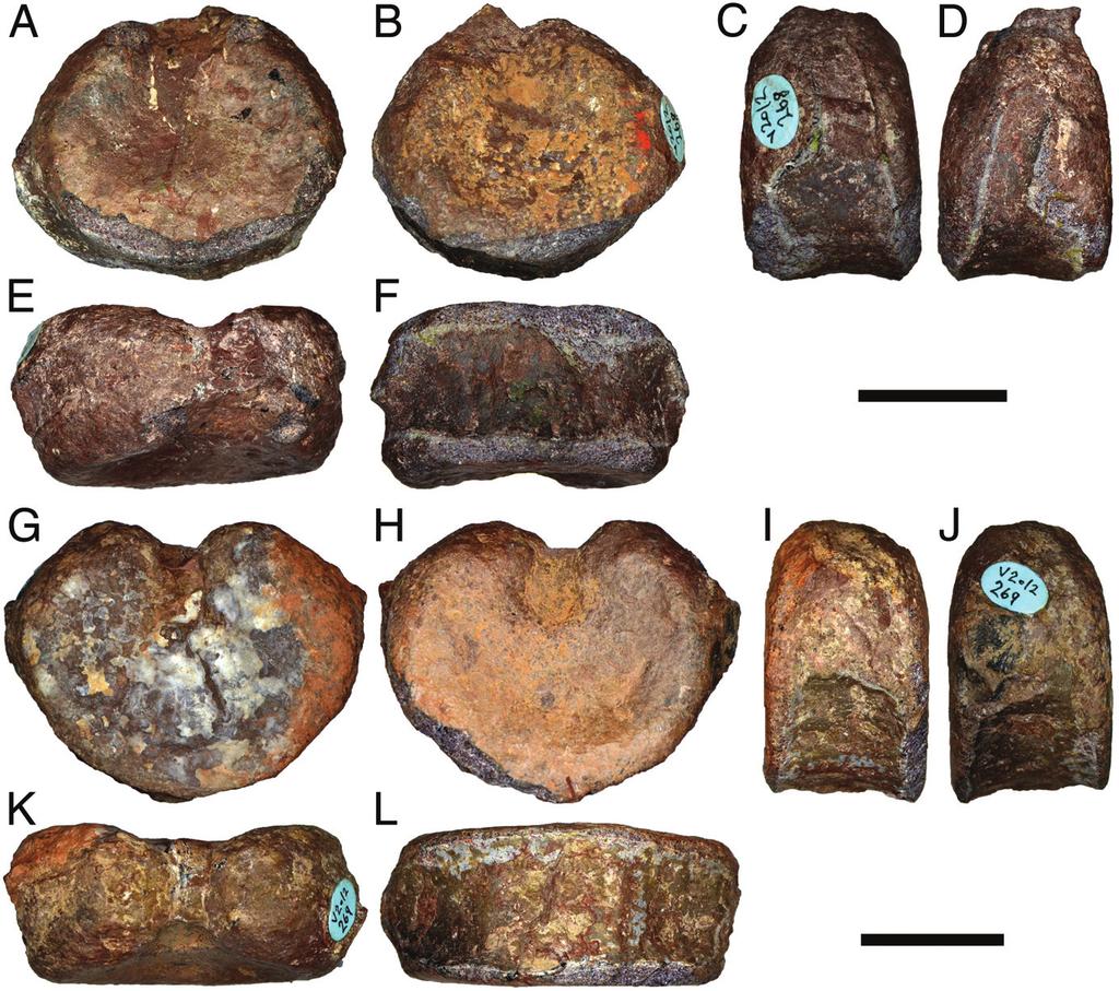 Marzola et al. New Late Triassic amphibian from Greenland (e1303501-10) FIGURE 6. MGUH.VP 9523 (A F) and MGUH.VP 9524 (G L), vertebral intercentra associated with Cyclotosaurus naraserluki.