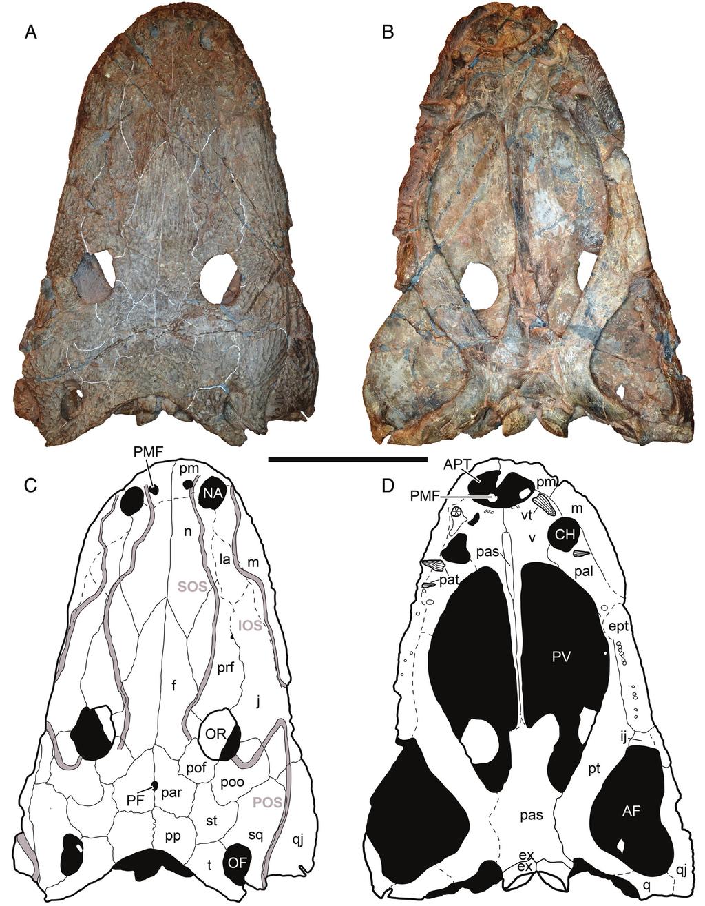 Marzola et al. New Late Triassic amphibian from Greenland (e1303501-4) FIGURE 2. The holotype specimen of Cyclotosaurus naraserluki, MGUH.VP 9522.