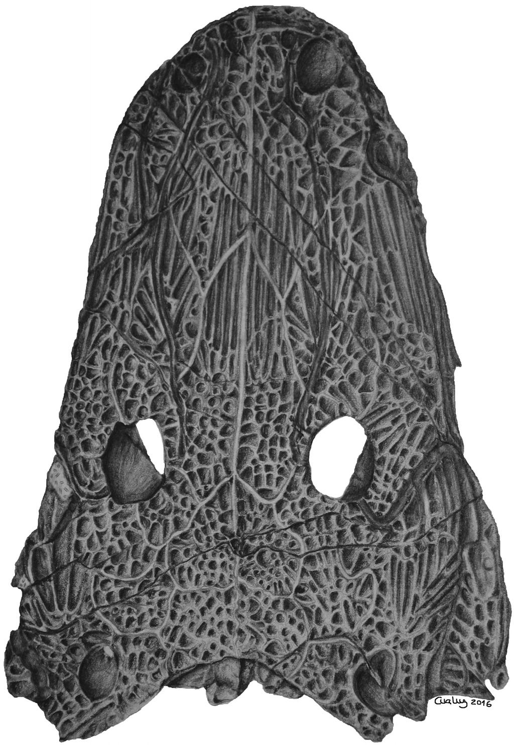 Marzola et al. New Late Triassic amphibian from Greenland (e1303501-5) FIGURE 3. Artwork of the dorsal view of the holotype specimen of Cyclotosaurus naraserluki, MGUH.