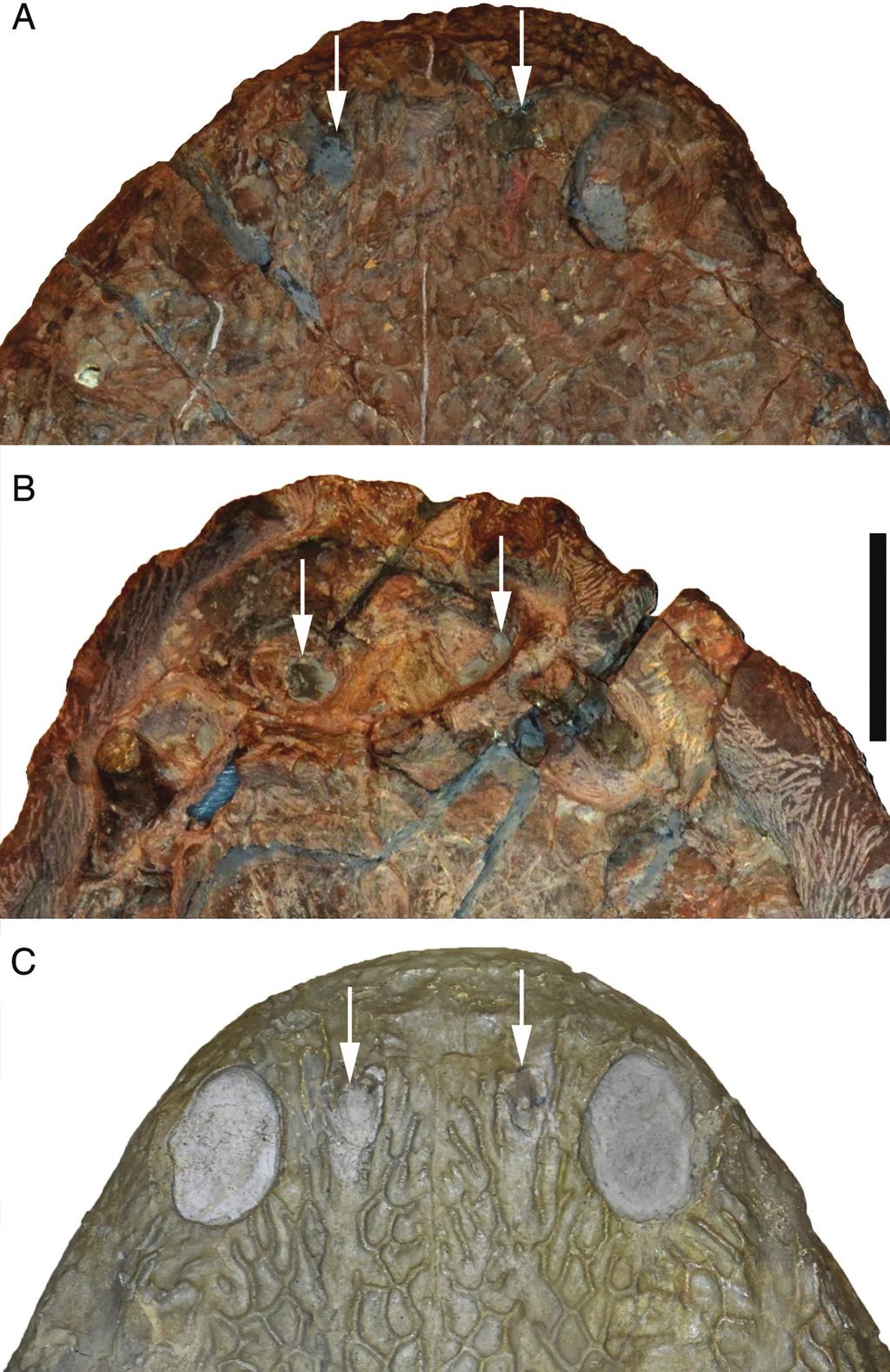 Marzola et al. New Late Triassic amphibian from Greenland (e1303501-6) FIGURE 4. Close-up views of the premaxillary foramina (highlighted by white arrows) in cyclotosaurids.