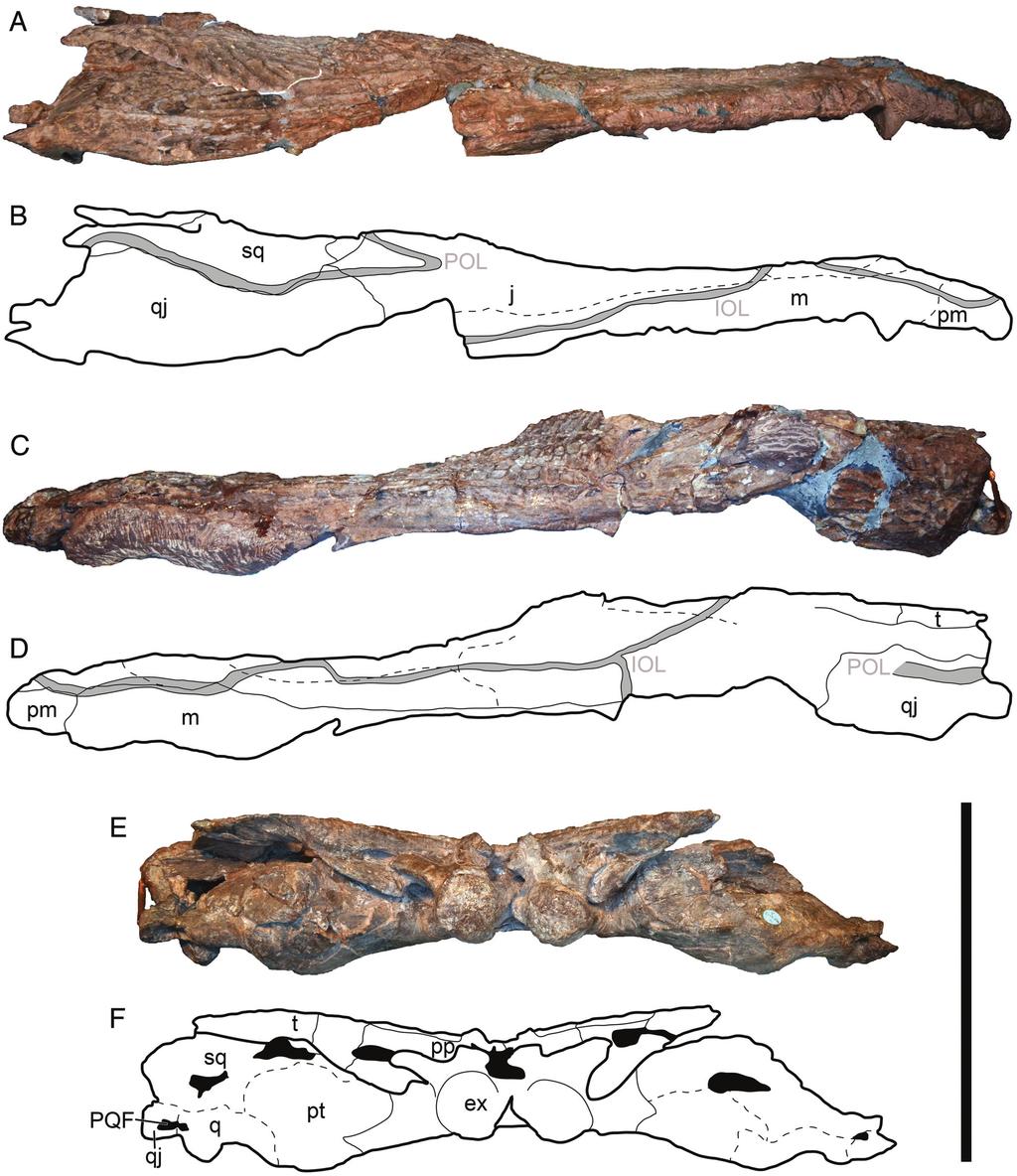 Marzola et al. New Late Triassic amphibian from Greenland (e1303501-7) FIGURE 5. The holotype specimen of Cyclotosaurus naraserluki, MGUH.VP 9522.