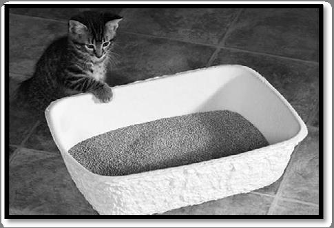 Recommended Cat Products: Litter Cat litter works by absorbing cat's urine and covering feces to reduce the growth of odorcausing bacteria.