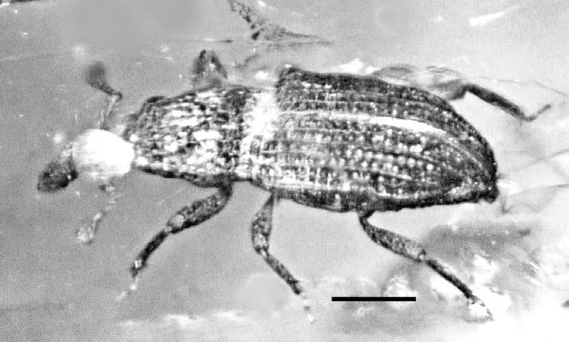 Fig. 6. Subdorsal view of Stenommatus leptorhinus in Dominican amber.