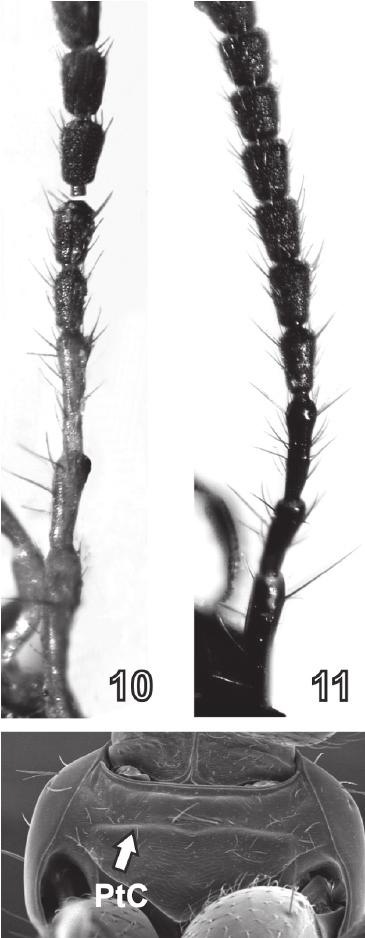 CHANI-POSSE: Philonthina from Central America Figs. 10 17. Linoderus gracilipes: (10) right antenna. P. schmidti: (11) right antenna, (12) head (dorsal view), (13) head (ventral view), (14) prosternum, (15) protarsus, (16) profemur and protibia.
