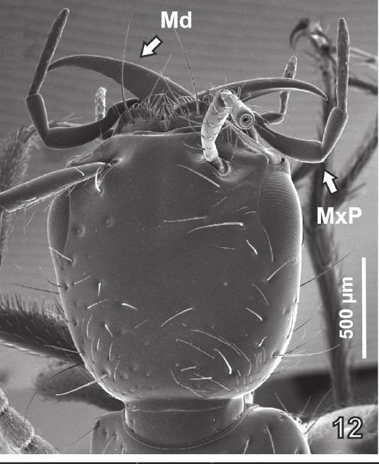 1), slightly to moderately wider than pronotum (HW/PW = 1.1 1.2). Eyes moderately shorter than temples (EL/TL = 0.8) seen from above.