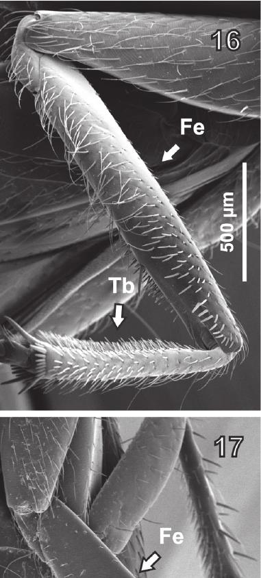 5 as long as elytra along suture (EtL/Etl = 1.6 1.7). 242 Abdomen: Abdominal terga 3 5 with posterior transverse basal carina not punctuated.