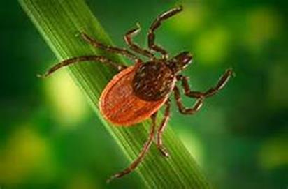 Picking a Host Ticks detect animals breath or body odor Sense body heat, moisture and vibrations Some can identify a shadow Identify well used paths Wait in a questing position