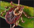 What Kind of Ticks Do We See?