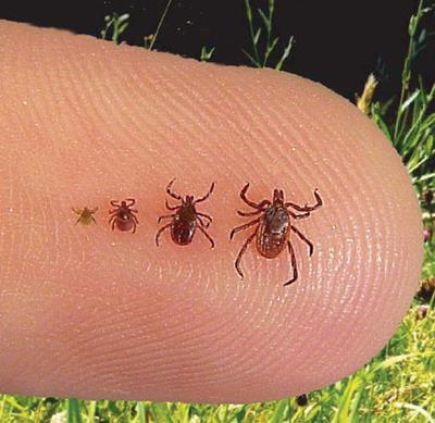 bacteria that causes Lyme Adult females are