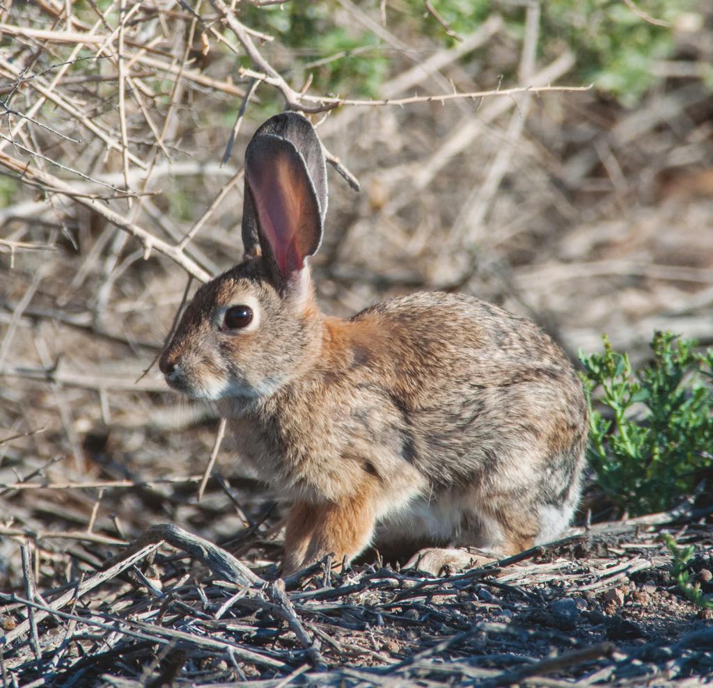 Food Habits Food sources for jackrabbits and cottontails in New Mexico vary according to the alternating dry and rainy seasons.