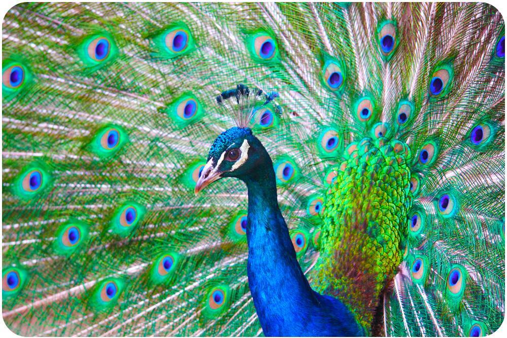 Biology Lesson 12: From Fishes to Birds This stunning bird is a peacock. Do you know why he is spreading out his big, colorful tail feathers like a fan? He is trying to attract a female for mating.