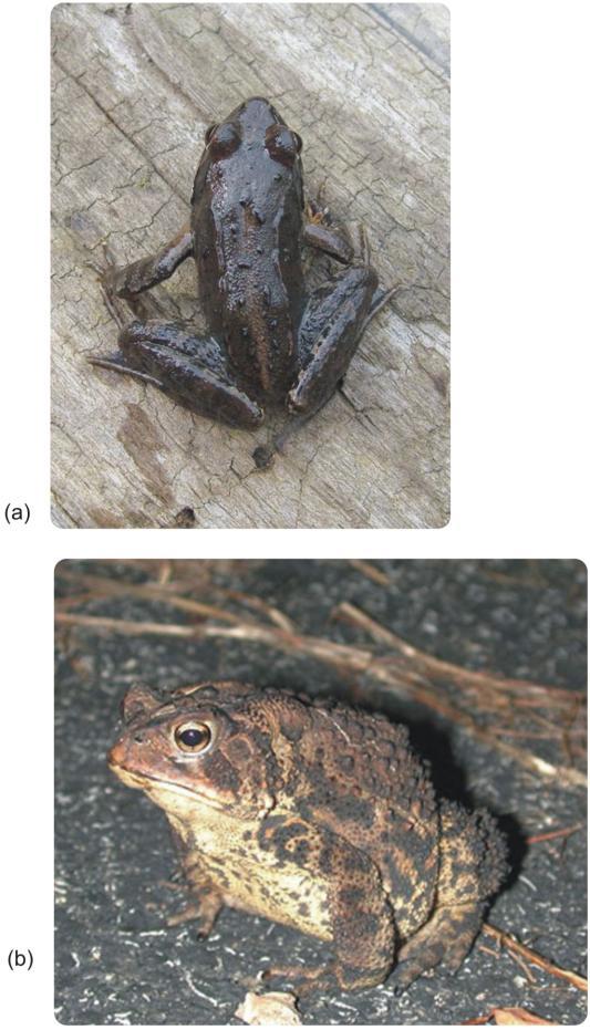 Frogs and Toads One feature that distinguishes frogs and toads from other amphibians is lack of a tail in adulthood. Frogs and toads also have much longer back legs than other amphibians.