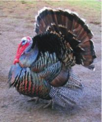 Orders of Flying Birds Order Description Example Landfowl: turkeys, chickens, pheasants They are large in size; they spend